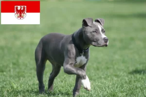 Read more about the article Amerikai staffordshire terrier tenyésztők és kölykök Brandenburgban