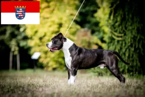 Read more about the article Amerikai staffordshire terrier tenyésztők és kölykök Hessenben