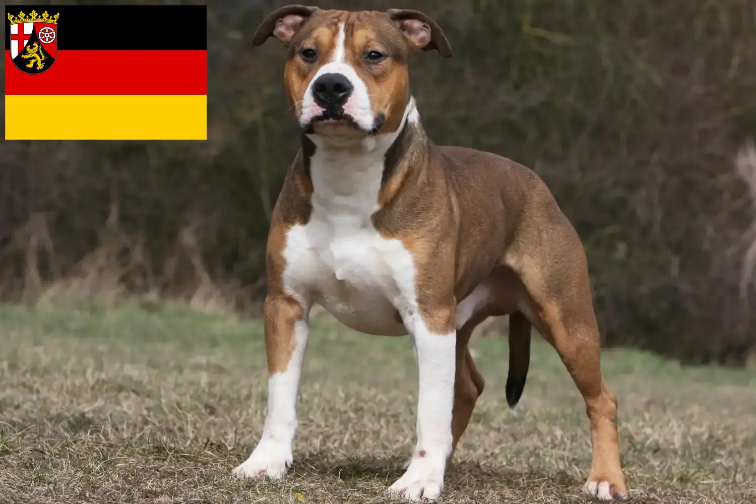 Read more about the article American Staffordshire Terrier tenyésztők és kölykök Rajna-vidék-Pfalzban