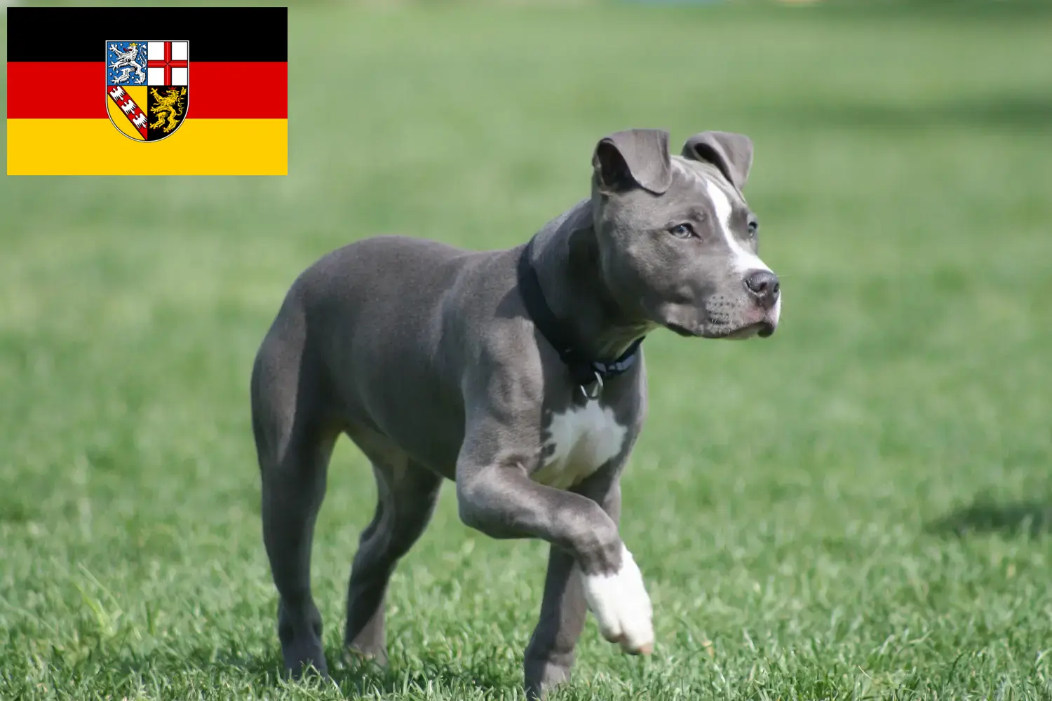 Read more about the article Amerikai staffordshire terrier tenyésztők és kiskutyák Saar-vidéken