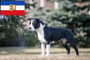 Read more about the article Amerikai staffordshire terrier tenyésztők és kölykök Schleswig-Holstein területén