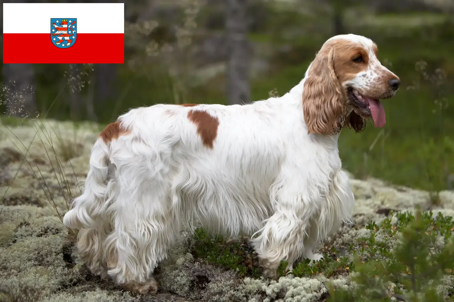 Read more about the article Angol Cocker spániel tenyésztők és kölykök Türingiában