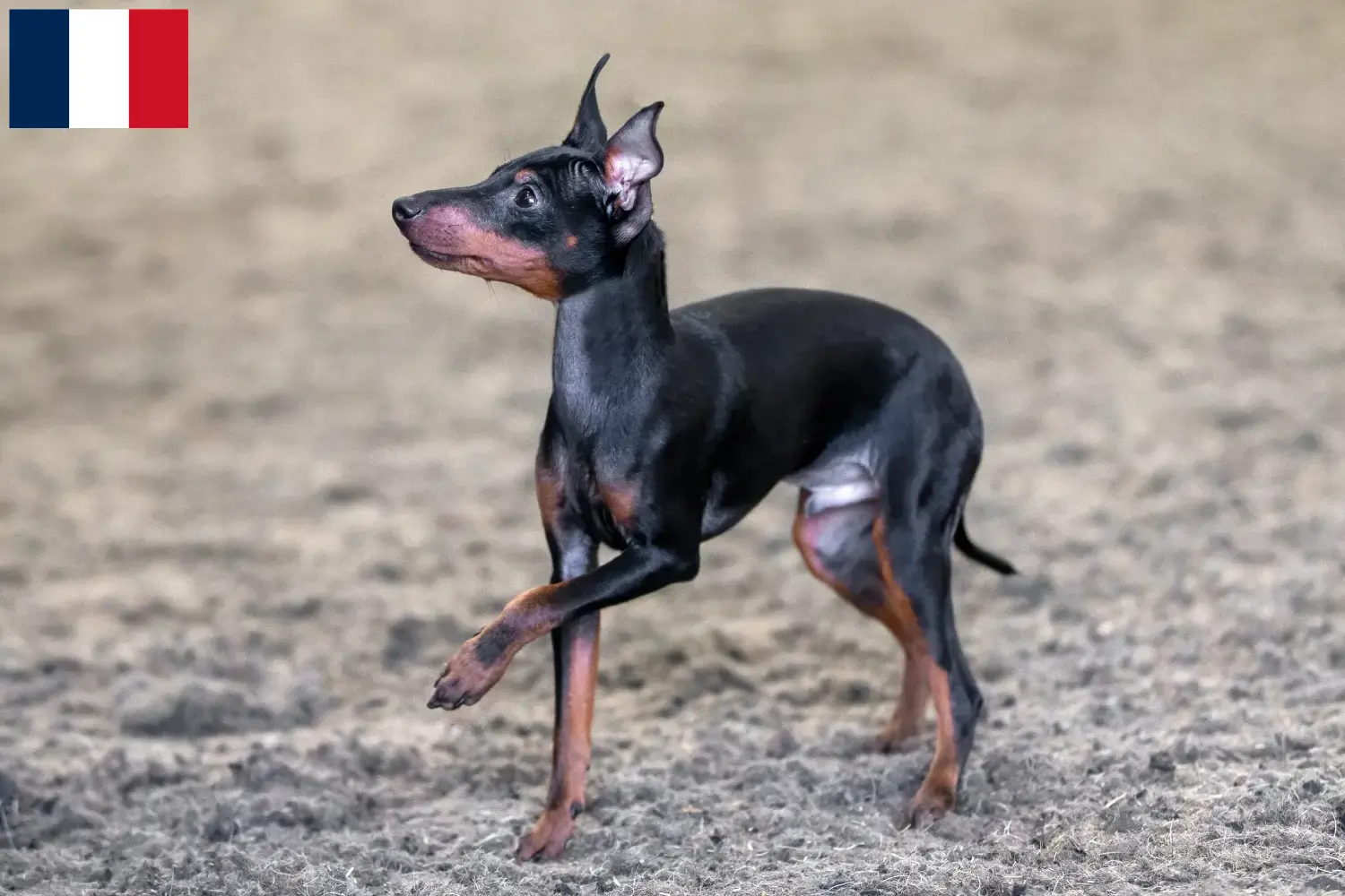 Read more about the article Angol Toy Terrier tenyésztők és kölykök Franciaországban