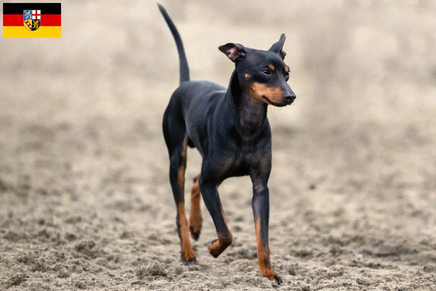 Read more about the article Angol Toy Terrier tenyésztők és kölykök Saarlandban