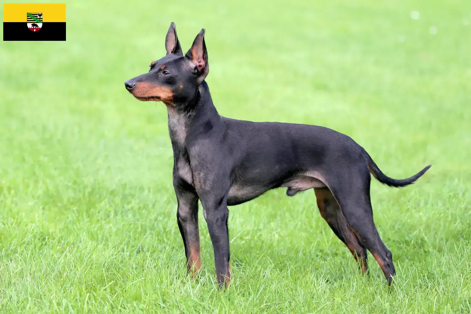 Read more about the article Angol Toy Terrier tenyésztők és kölykök Szász-Anhaltban