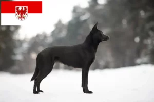 Read more about the article Ausztrál kelpie tenyésztők és kölykök Brandenburgban