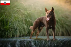 Read more about the article Ausztrál kelpie tenyésztők és kölyökkutyák Türingiában