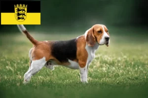 Read more about the article Beagle tenyésztők és kölykök Baden-Württembergben