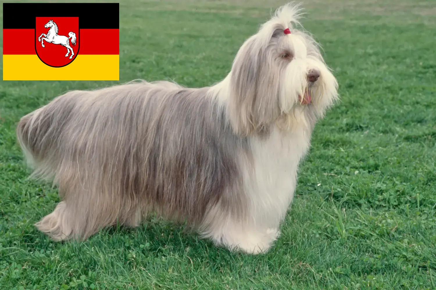 Read more about the article Bearded Collie tenyésztők és kölykök Alsó-Szászországban