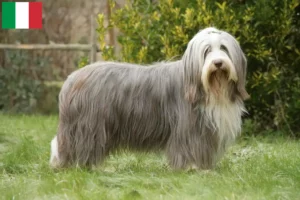 Read more about the article Bearded Collie tenyésztők és kölykök Olaszországban