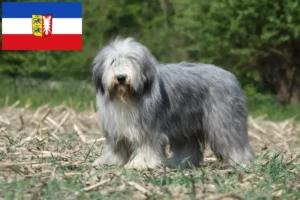 Read more about the article Bearded Collie tenyésztők és kölykök Schleswig-Holstein tartományban