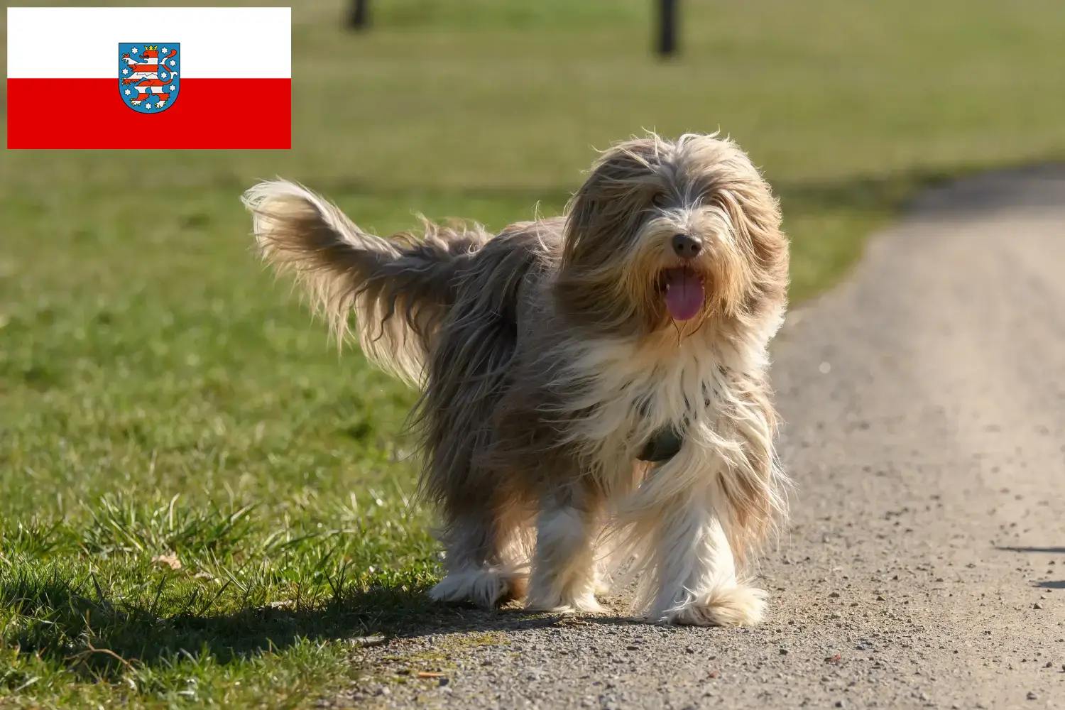 Read more about the article Bearded Collie tenyésztők és kölykök Türingiában