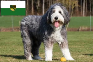 Read more about the article Bearded Collie tenyésztők és kölykök Szászországban