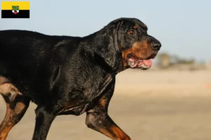 Read more about the article Black and Tan Coonhound tenyésztők és kölykök Szász-Anhaltban