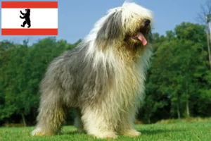 Read more about the article Bobtail tenyésztők és kiskutyák Berlinben