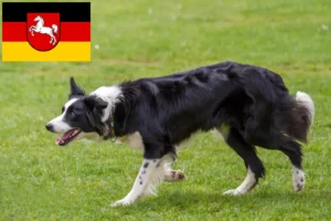 Read more about the article Border Collie tenyésztők és kölykök Alsó-Szászországban