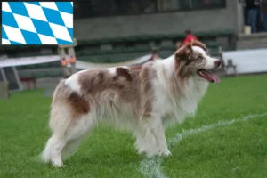 Read more about the article Border Collie tenyésztők és kölykök Bajorországban