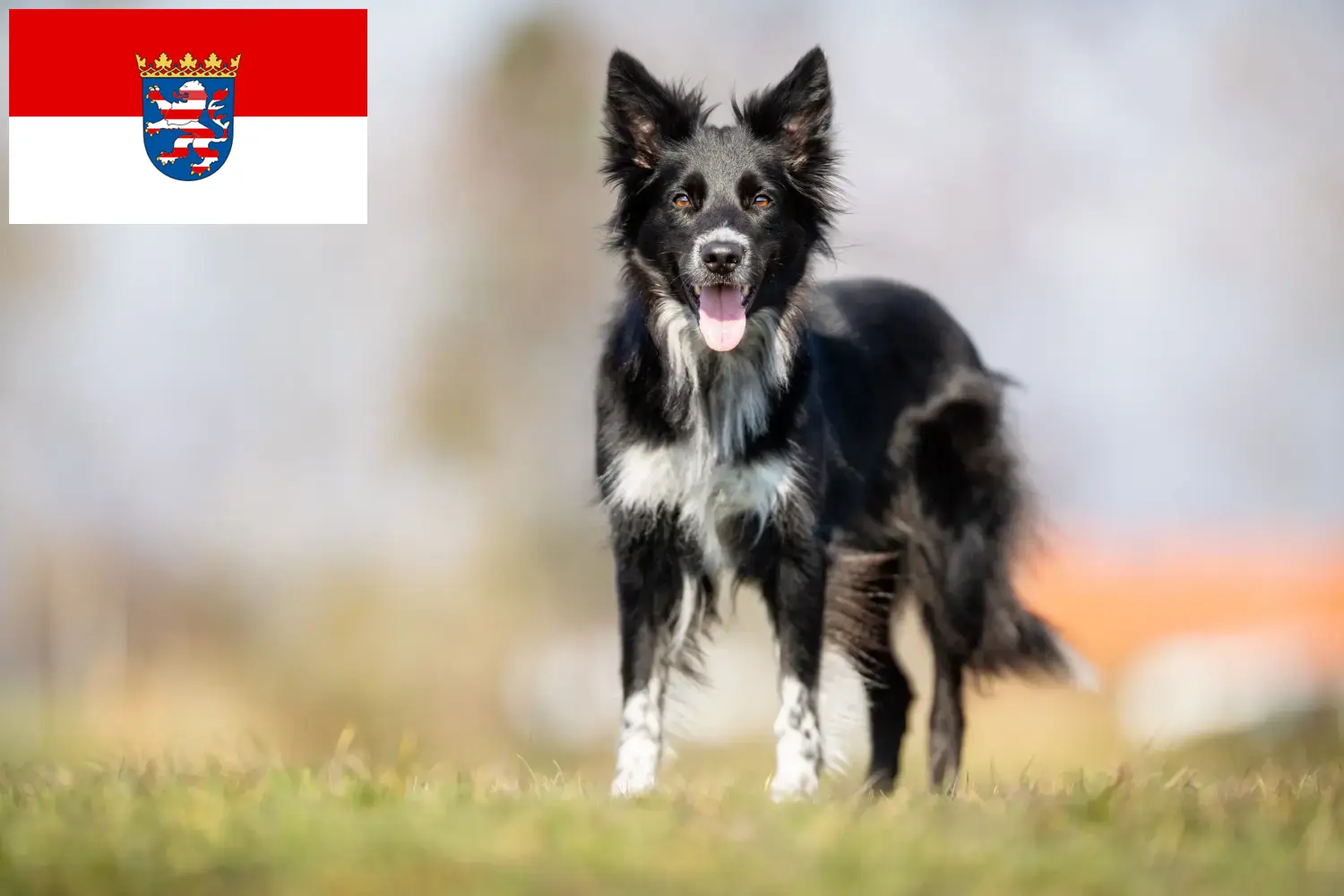 Read more about the article Border Collie tenyésztők és kölykök Hessenben