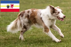 Read more about the article Border Collie tenyésztők és kölyökkutyák Mecklenburg-Vorpommernben