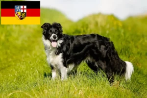 Read more about the article Border Collie tenyésztők és kölykök Saar-vidéken