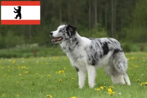 Read more about the article Border Collie tenyésztők és kölykök Berlinben