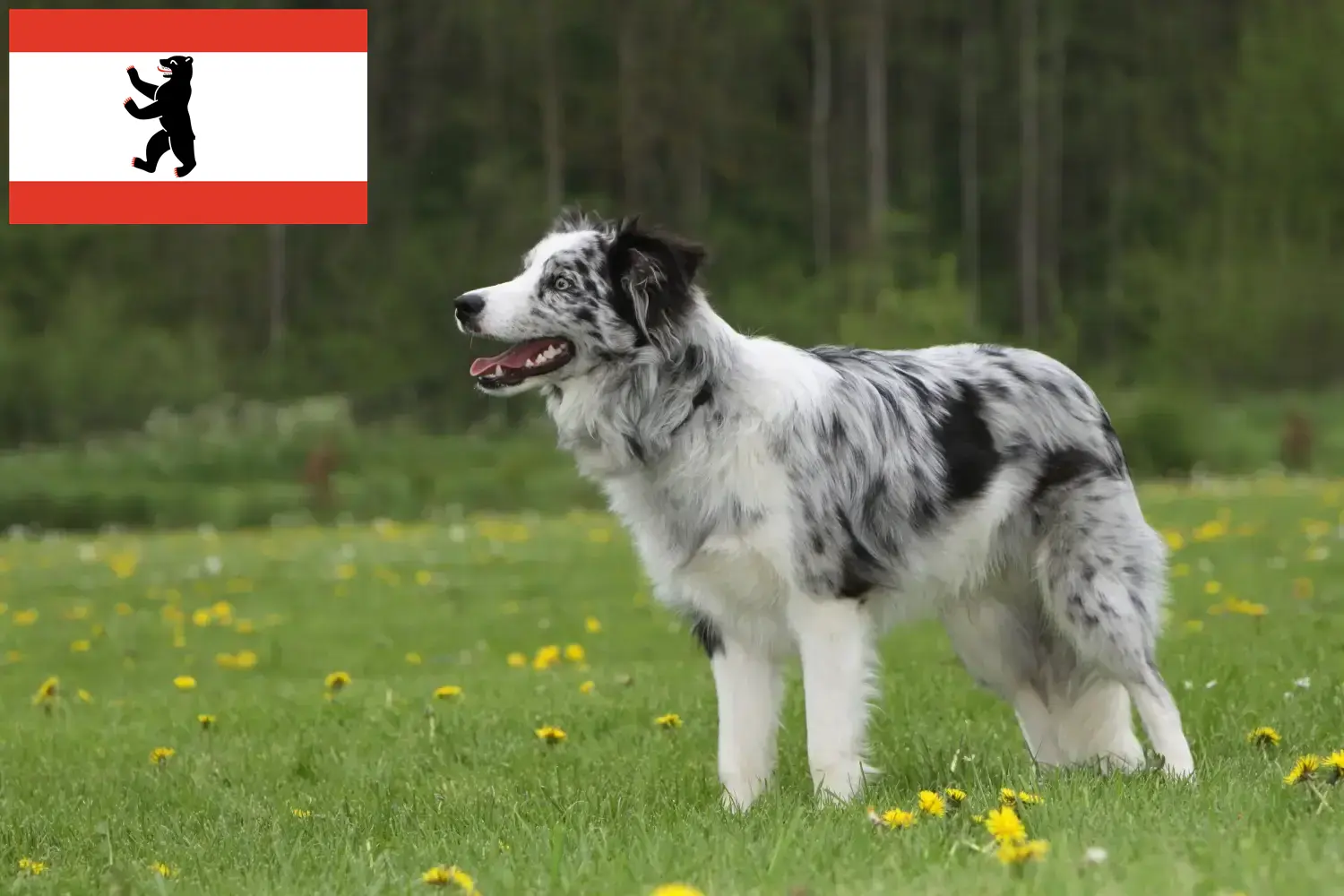 Read more about the article Border Collie tenyésztők és kölykök Berlinben