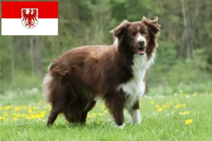 Read more about the article Border Collie tenyésztők és kölykök Brandenburgban