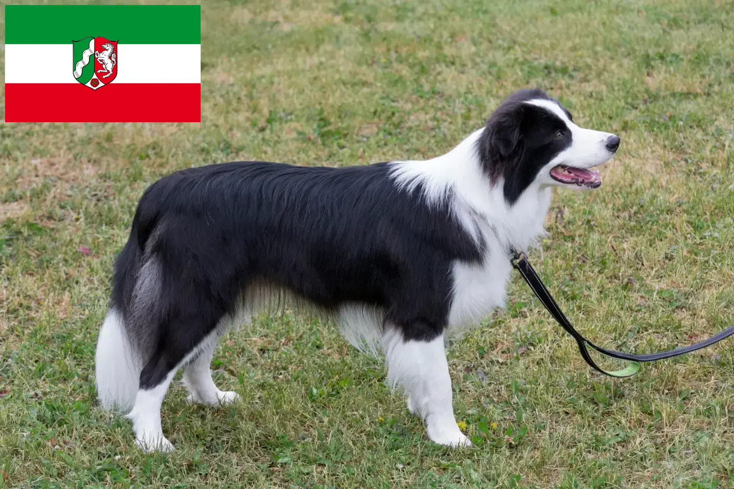 Read more about the article Border Collie tenyésztők és kölykök Észak-Rajna-Vesztfália területén