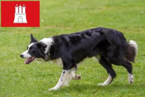 Read more about the article Border Collie tenyésztők és kölykök Hamburgban