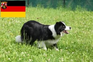 Read more about the article Border Collie tenyésztők és kölykök Rajna-vidék-Pfalzban