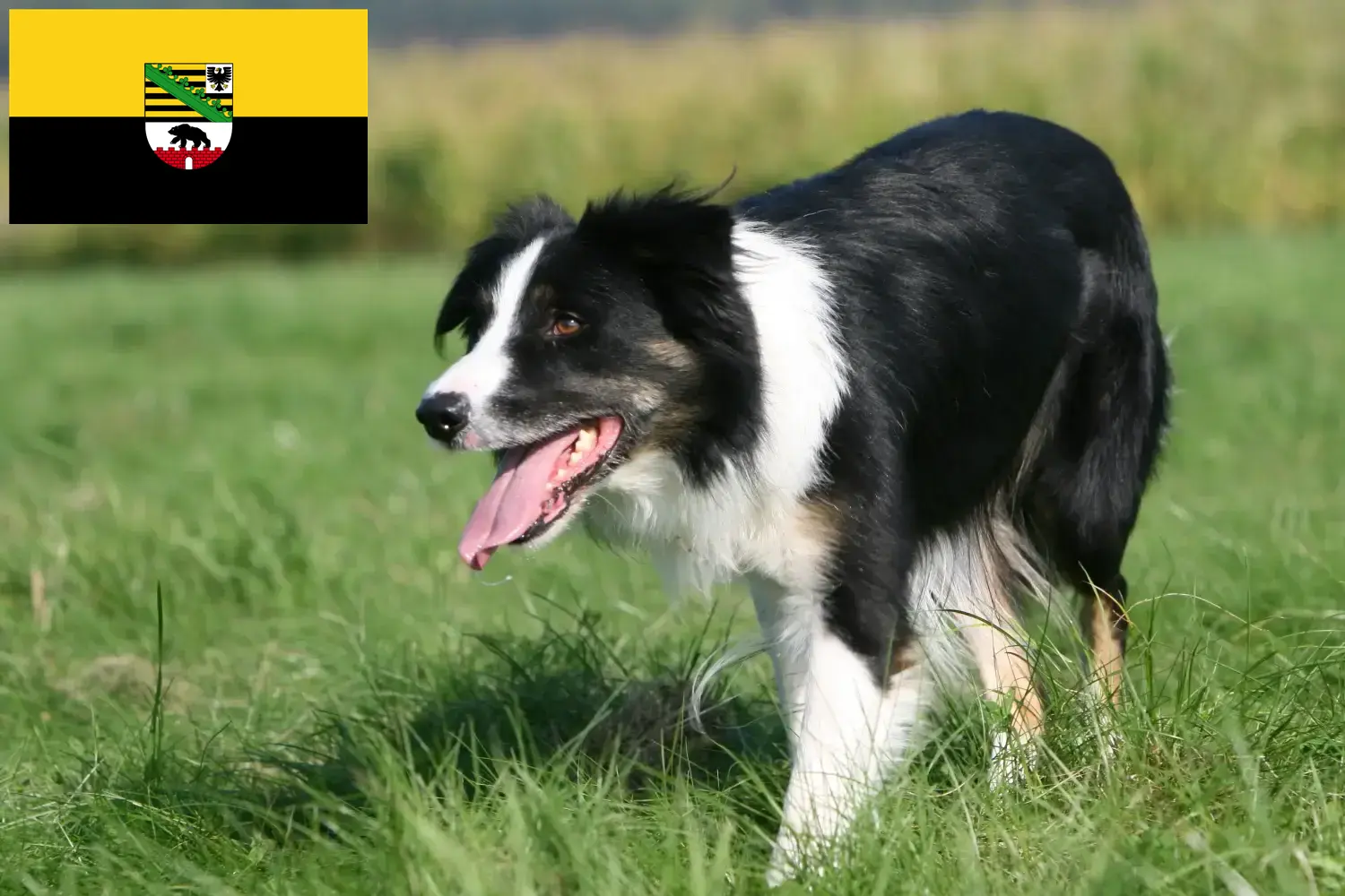 Read more about the article Border Collie tenyésztők és kölykök Szász-Anhaltban