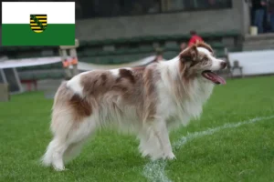 Read more about the article Border collie tenyésztők és kölykök Szászországban