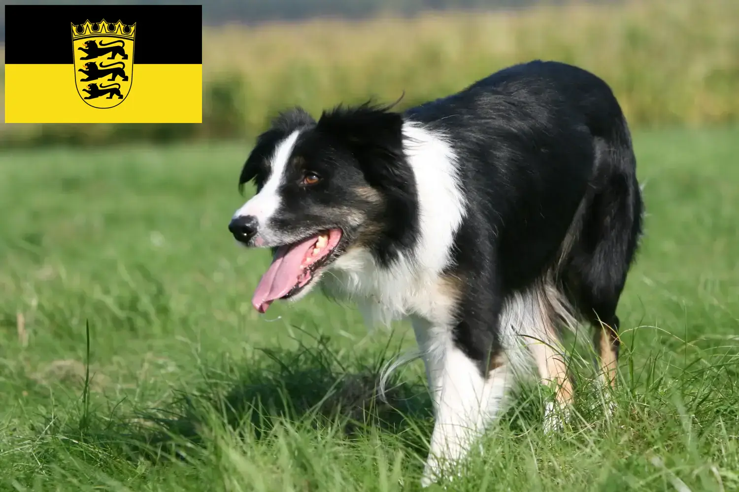 Read more about the article Border Collie tenyésztők és kölykök Baden-Württembergben