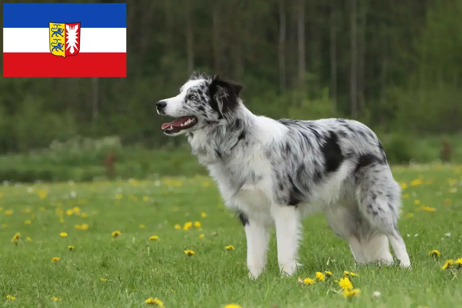 Read more about the article Border Collie tenyésztők és kölyökkutyák Schleswig-Holstein tartományban