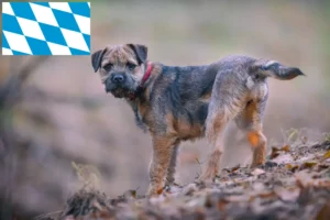 Read more about the article Borderterrier tenyésztők és kiskutyák Bajorországban