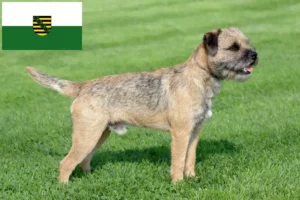 Read more about the article Borderterrier tenyésztők és kölykök Szászországban