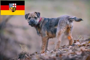 Read more about the article Borderterrier tenyésztők és kölykök Saar-vidéken