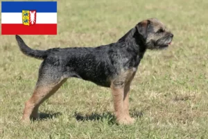 Read more about the article Borderterrier tenyésztők és kölyökkutyák Schleswig-Holstein tartományban