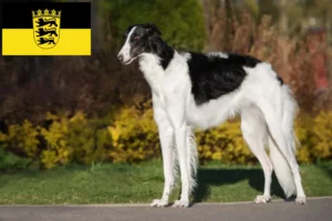 Read more about the article Borzoi tenyésztők és kölykök Baden-Württembergben