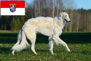 Read more about the article Borzoi tenyésztők és kölykök Hessenben