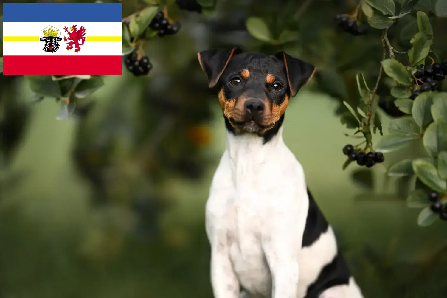 Read more about the article Brazil terrier tenyésztők és kiskutyák Mecklenburg-Elő-Pomeránia tartományban