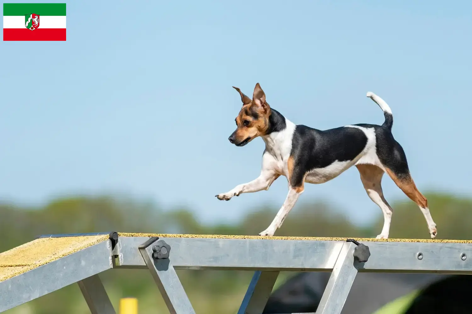 Read more about the article Brazil terrier tenyésztők és kiskutyák Észak-Rajna-Vesztfália területén