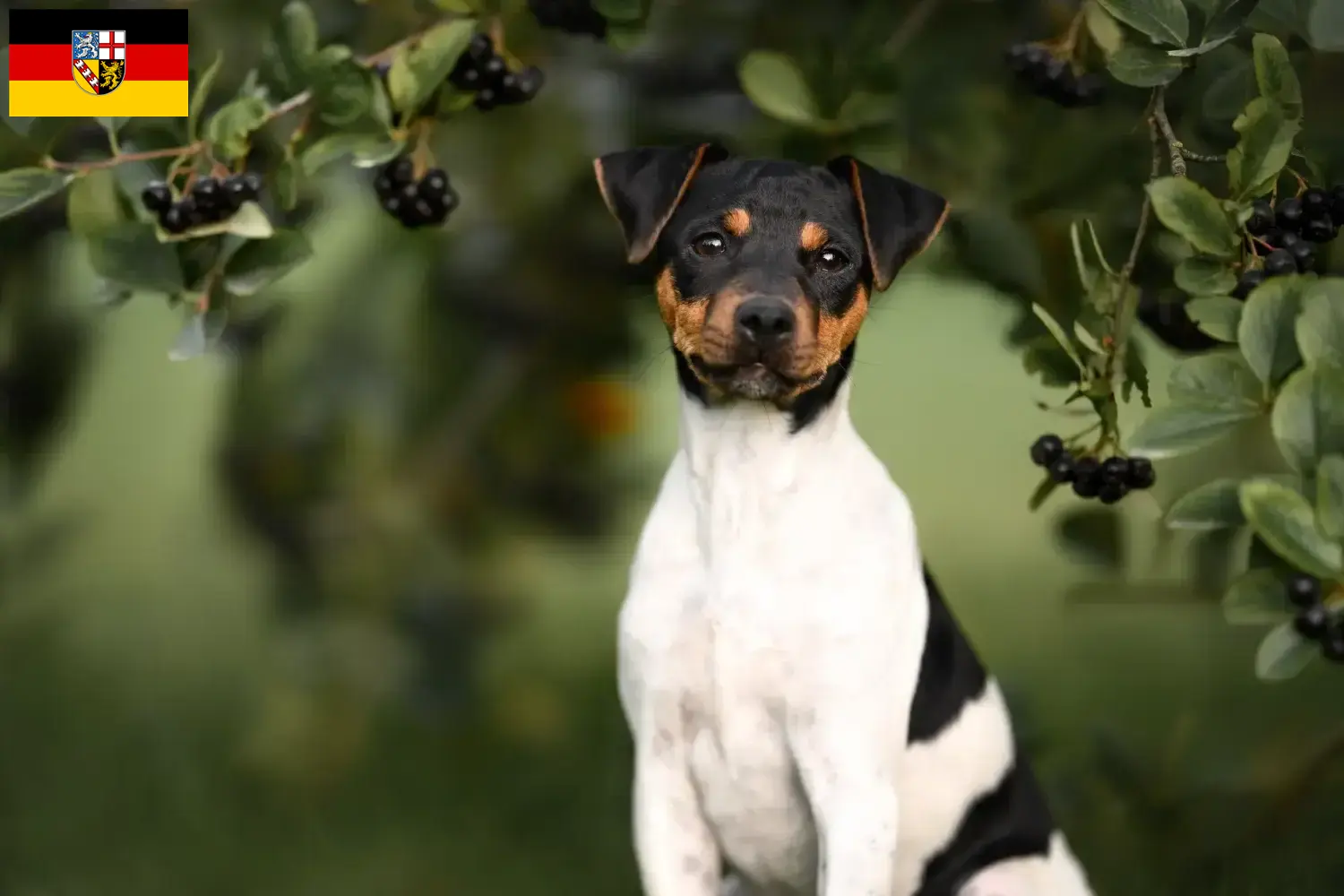 Read more about the article Brazil terrier tenyésztő és kiskutyák Saar-vidéken