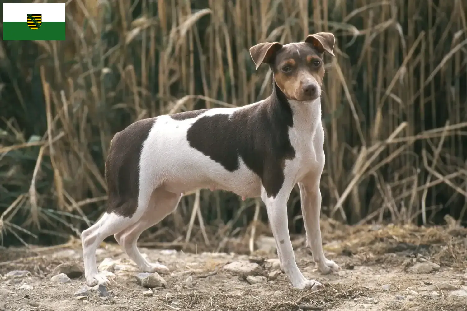 Read more about the article Brazil terrier tenyésztők és kiskutyák Szászországban