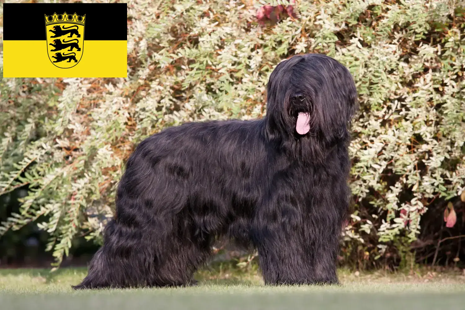 Read more about the article Briard tenyésztők és kölykök Baden-Württembergben