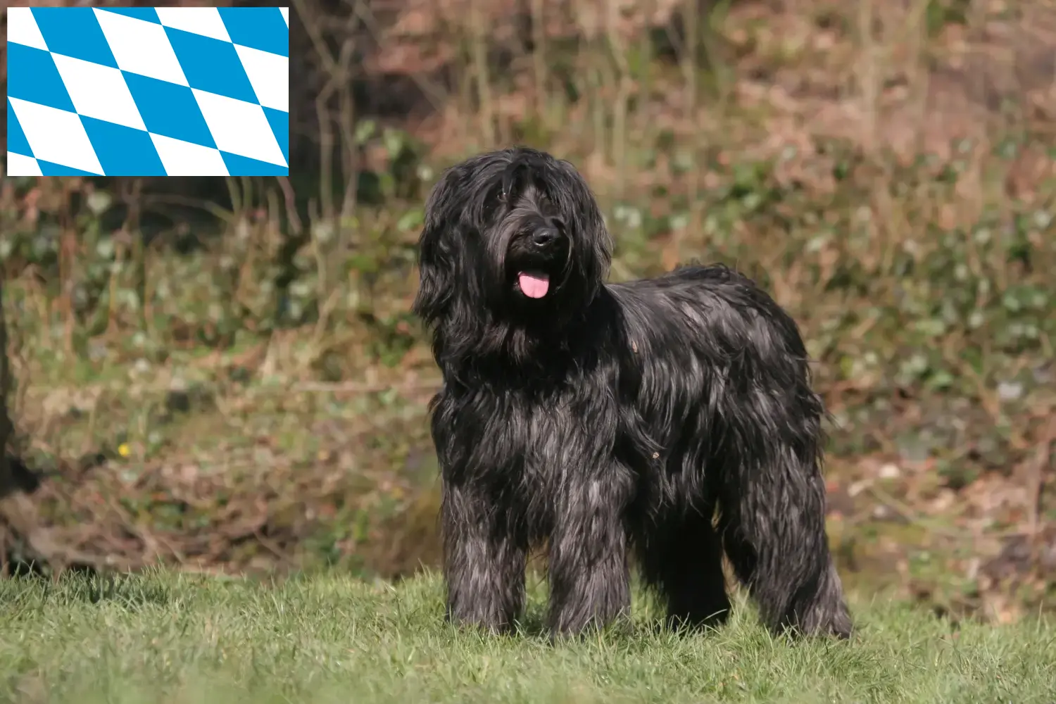 Read more about the article Briard tenyésztők és kiskutyák Bajorországban