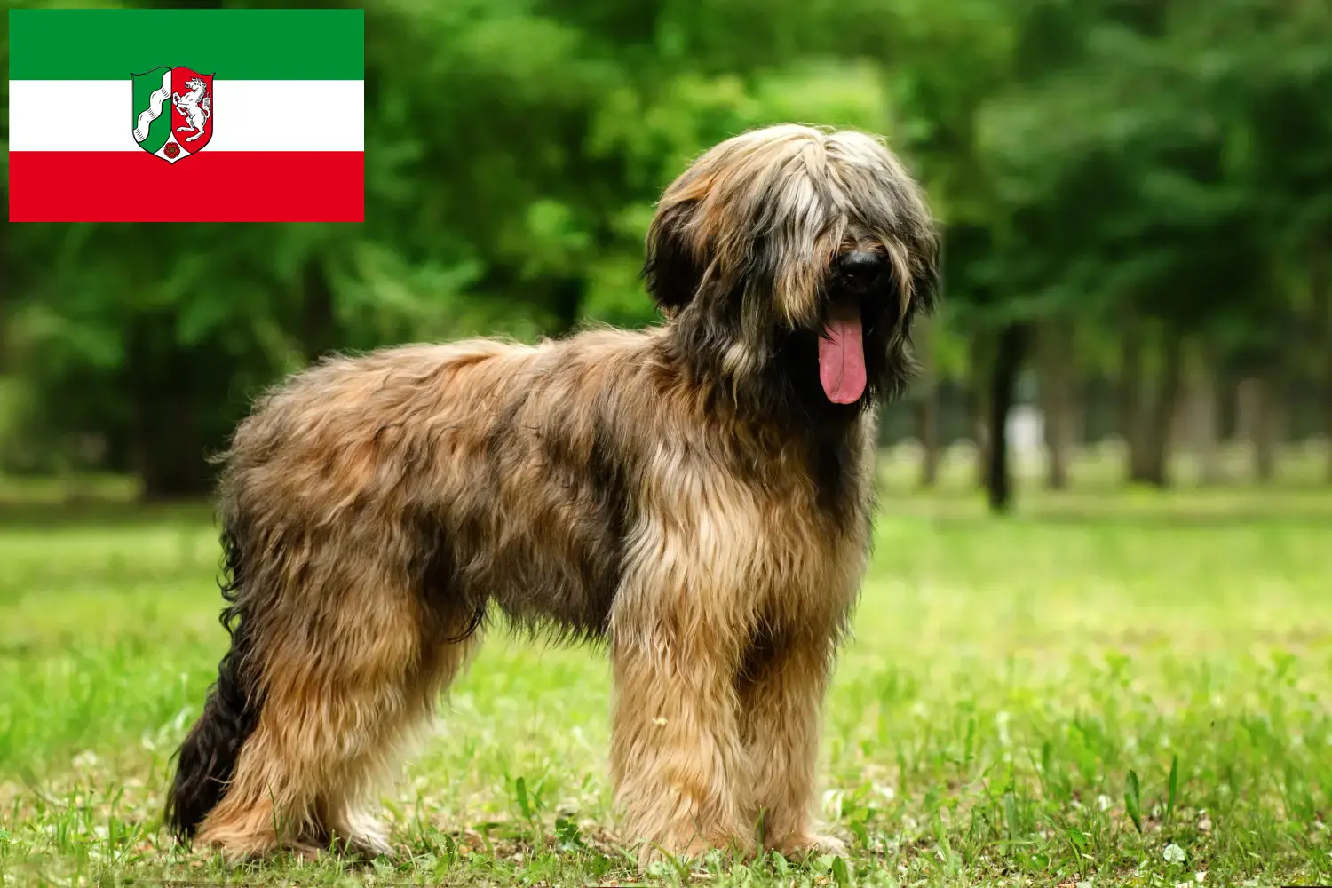 Read more about the article Briard tenyésztők és kiskutyák Észak-Rajna-Vesztfália területén