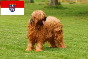 Read more about the article Briard tenyésztők és kölykök Hessenben