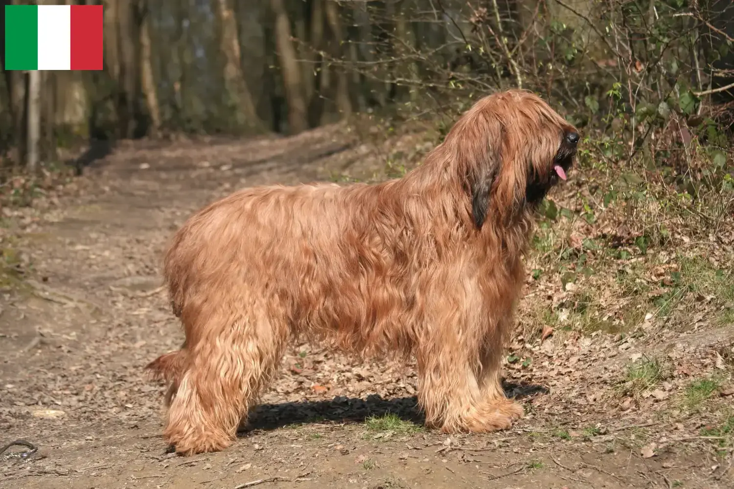 Read more about the article Briard tenyésztők és kiskutyák Olaszországban