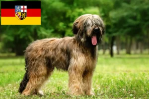 Read more about the article Briard tenyésztők és kölykök Saarlandban